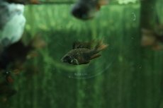 画像2: 【淡水魚】【通販】珍種 ロングフィン ショートボディ スーパーブラックラミレジィ【1匹 サンプル画像】(ラミレジィ)(生体)(熱帯魚)NK (2)