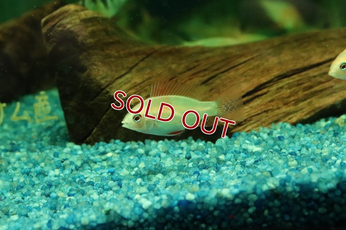 画像1: 【10%OFF対象商品30周年セール】【淡水魚】【通販】ゴールデンドイツラミレジィ【１匹 サンプル画像】(ラミレジィ)(生体)(熱帯魚)NK (1)