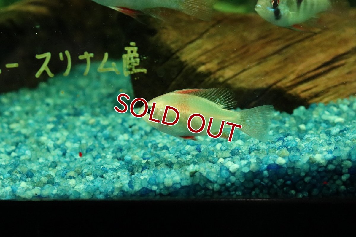 画像2: 【10%OFF対象商品30周年セール】【淡水魚】【通販】ゴールデンドイツラミレジィ【１匹 サンプル画像】(ラミレジィ)(生体)(熱帯魚)NK (2)