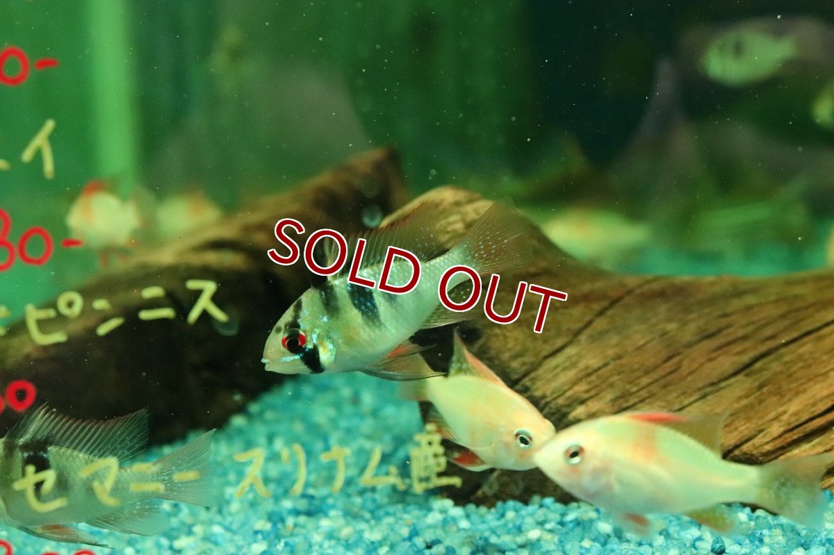 画像1: 【10%OFF対象商品30周年セール】【淡水魚】【通販】ドイツラミレジィ【１匹 サンプル画像】(ラミレジィ)(生体)(熱帯魚)NK (1)