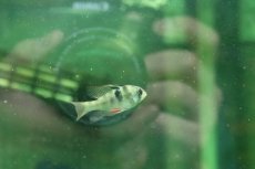 画像2: 【淡水魚】【通販】ドイツラミレジィ【１匹 サンプル画像】(ラミレジィ)(生体)(熱帯魚)NK (2)