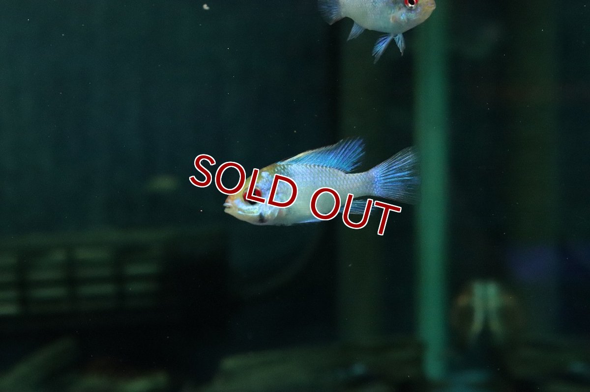 画像1: 【淡水魚】【通販】ペア販売 コバルトブルーラミレジィ【１ペア サンプル画像】(ラミレジィ)(生体)(熱帯魚)NK (1)