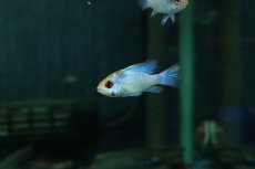 画像1: 【淡水魚】【通販】ペア販売 コバルトブルーラミレジィ【１ペア サンプル画像】(ラミレジィ)(生体)(熱帯魚)NK (1)