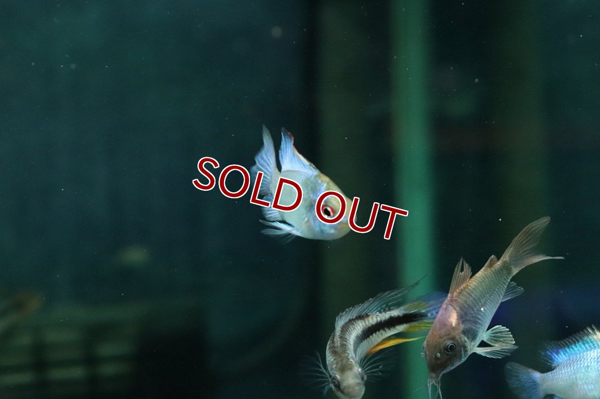 画像2: 【淡水魚】【通販】ペア販売 コバルトブルーラミレジィ【１ペア サンプル画像】(ラミレジィ)(生体)(熱帯魚)NK (2)