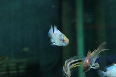画像2: 【淡水魚】【通販】ペア販売 コバルトブルーラミレジィ【１ペア サンプル画像】(ラミレジィ)(生体)(熱帯魚)NK (2)
