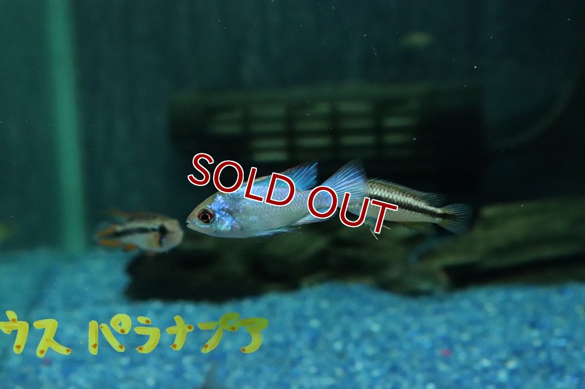 画像3: 【淡水魚】【通販】ペア販売 コバルトブルーラミレジィ【１ペア サンプル画像】(ラミレジィ)(生体)(熱帯魚)NK (3)
