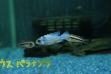 画像3: 【淡水魚】【通販】ペア販売 コバルトブルーラミレジィ【１ペア サンプル画像】(ラミレジィ)(生体)(熱帯魚)NK (3)