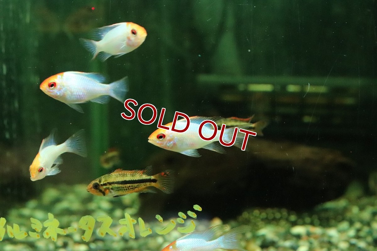 画像1: 【淡水魚】【通販】ペア販売 ゴールデンコバルトブルーラミレジィ【１ペア サンプル画像】(ラミレジィ)(生体)(熱帯魚)NK (1)