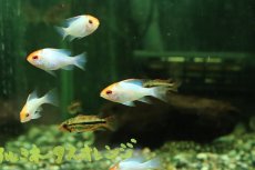 画像1: 【淡水魚】【通販】ペア販売 ゴールデンコバルトブルーラミレジィ【１ペア サンプル画像】(ラミレジィ)(生体)(熱帯魚)NK (1)