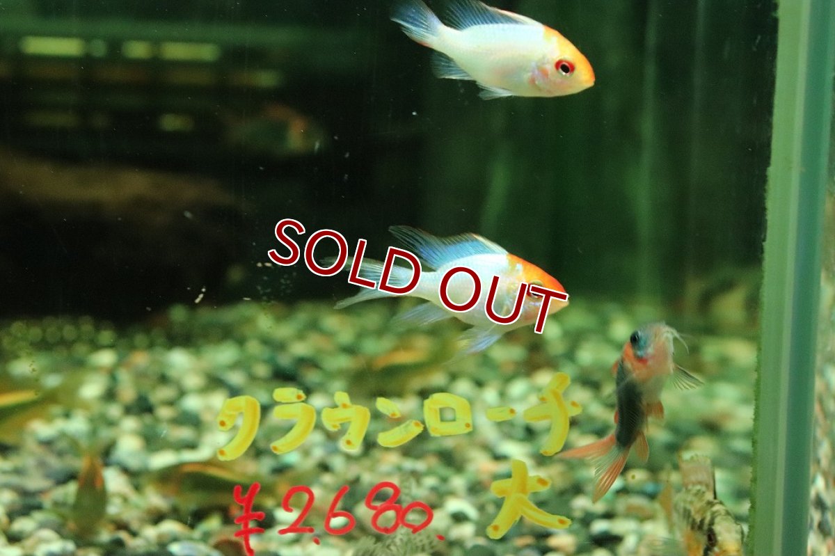 画像2: 【淡水魚】【通販】ペア販売 ゴールデンコバルトブルーラミレジィ【１ペア サンプル画像】(ラミレジィ)(生体)(熱帯魚)NK (2)