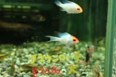 画像2: 【淡水魚】【通販】ペア販売 ゴールデンコバルトブルーラミレジィ【１ペア サンプル画像】(ラミレジィ)(生体)(熱帯魚)NK (2)