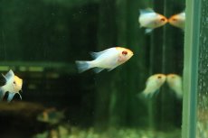 画像3: 【淡水魚】【通販】ペア販売 ゴールデンコバルトブルーラミレジィ【１ペア サンプル画像】(ラミレジィ)(生体)(熱帯魚)NK (3)