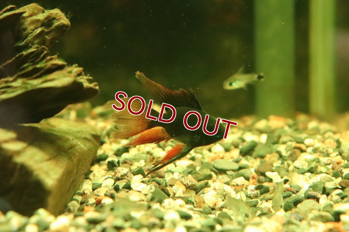 画像1: 【淡水魚】【通販】ペア販売 ロングフィンダークナイトバルーンラミレレジィ【１ペア サンプル画像】(ラミレジィ)(生体)(熱帯魚)NK (1)
