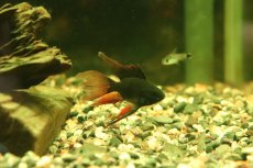 画像1: 【淡水魚】【通販】ペア販売 ロングフィンスーパーブラックバルーンラミレレジィ【１ペア サンプル画像】(ラミレジィ)(生体)(熱帯魚)NK (1)