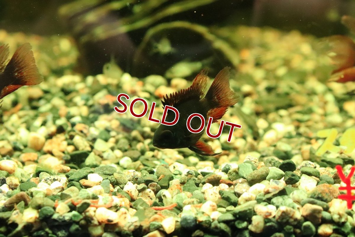 画像2: 【淡水魚】【通販】ペア販売 ロングフィンダークナイトバルーンラミレレジィ【１ペア サンプル画像】(ラミレジィ)(生体)(熱帯魚)NK (2)