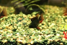 画像2: 【淡水魚】【通販】ペア販売 ロングフィンスーパーブラックバルーンラミレレジィ【１ペア サンプル画像】(ラミレジィ)(生体)(熱帯魚)NK (2)