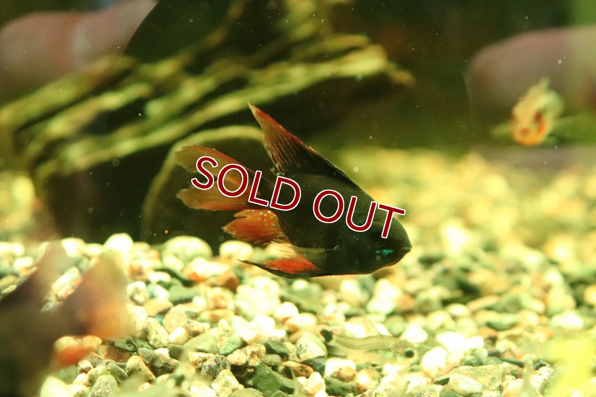 画像3: 【淡水魚】【通販】ペア販売 ロングフィンダークナイトバルーンラミレレジィ【１ペア サンプル画像】(ラミレジィ)(生体)(熱帯魚)NK (3)