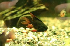画像3: 【淡水魚】【通販】ペア販売 ロングフィンスーパーブラックバルーンラミレレジィ【１ペア サンプル画像】(ラミレジィ)(生体)(熱帯魚)NK (3)