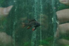 画像1: 【通販 淡水魚】ペア販売 ダークナイトブラックラミレジィ【１ペア サンプル画像】(ラミレジィ)(生体)(熱帯魚)NK (1)