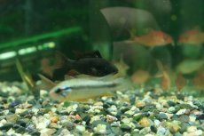 画像2: 【通販 淡水魚】ペア販売 ダークナイトブラックラミレジィ【１ペア サンプル画像】(ラミレジィ)(生体)(熱帯魚)NK (2)