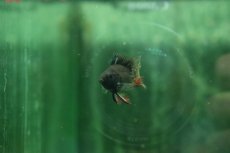 画像2: 【通販 淡水魚】ペア販売 バルーンダークナイトブラックラミレジィ【１ペア サンプル画像】(ラミレジィ)(生体)(熱帯魚)NK (2)