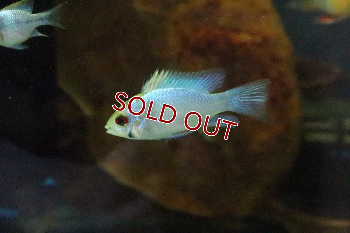 画像1: 【サマーセール10%OFFクーポン番号（10）対象商品 】【淡水魚】【通販】コバルトブルーラミレジィ【1匹 サンプル画像】（生体）(シクリット)（熱帯魚） (1)