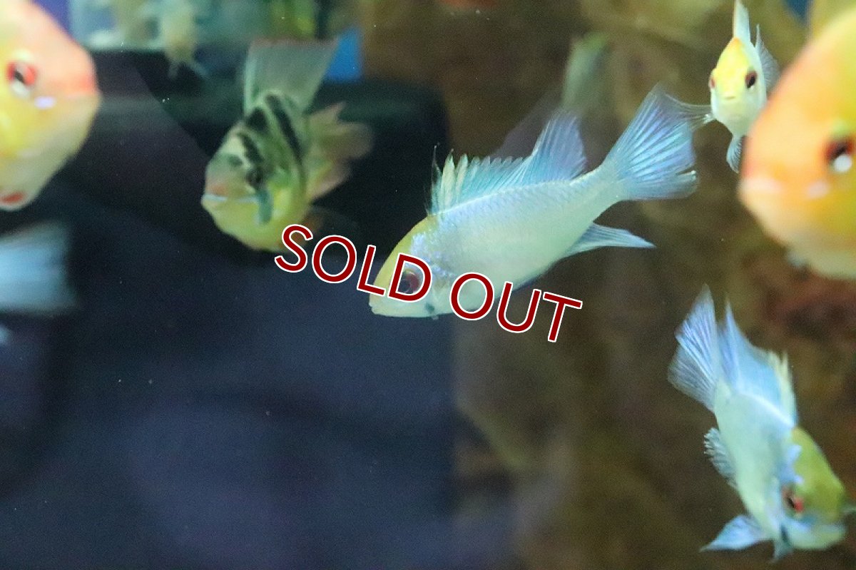 画像3: 【サマーセール10%OFFクーポン番号（10）対象商品 】【淡水魚】【通販】コバルトブルーラミレジィ【1匹 サンプル画像】（生体）(シクリット)（熱帯魚） (3)