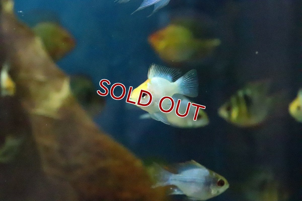 画像2: 【淡水魚】【通販】ゴールデンバルーンコバルトブルーラミレジィ【1匹 サンプル画像】（生体）(シクリット)（熱帯魚） (2)