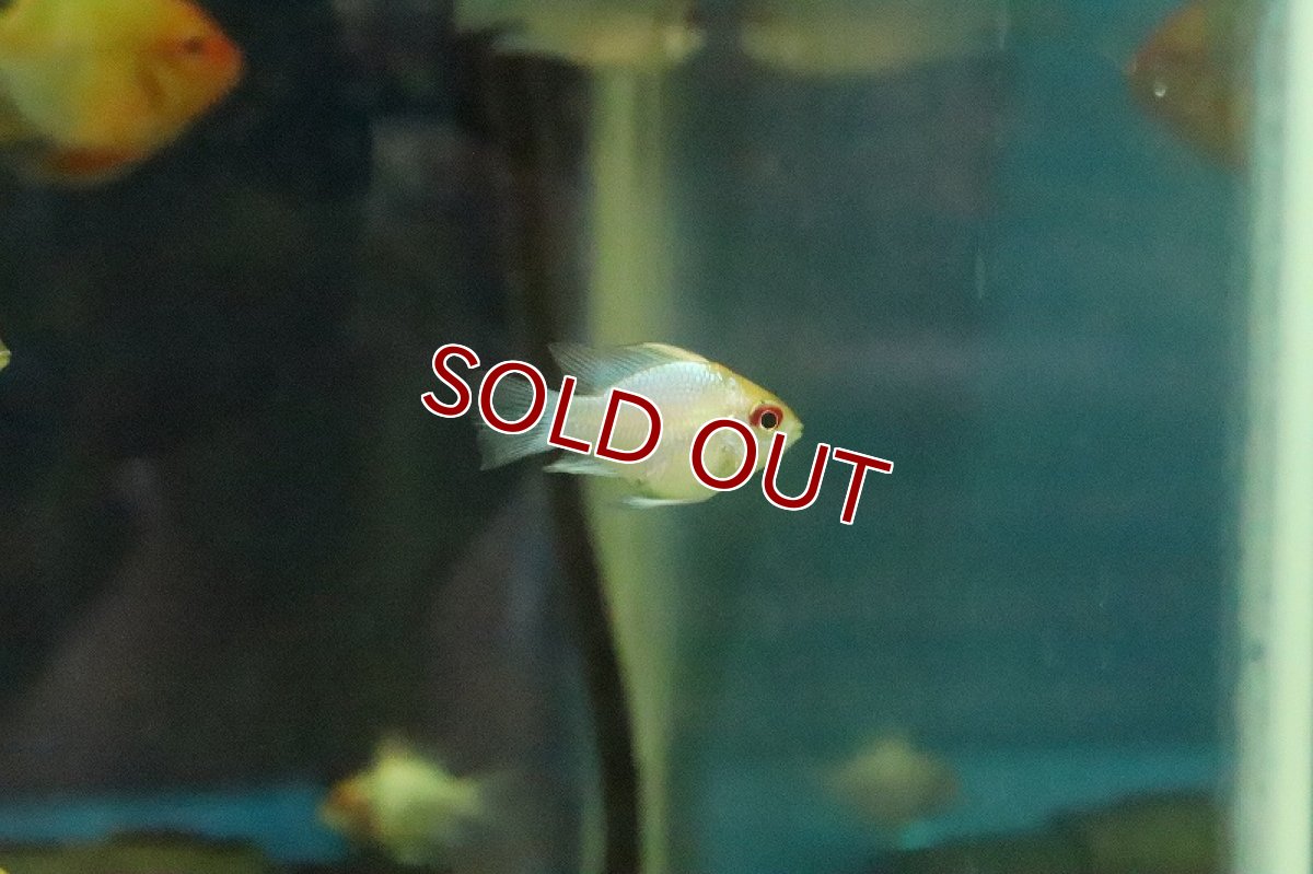 画像3: 【淡水魚】【通販】ゴールデンバルーンコバルトブルーラミレジィ【1匹 サンプル画像】（生体）(シクリット)（熱帯魚） (3)