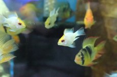 画像4: 【淡水魚】【通販】ゴールデンバルーンコバルトブルーラミレジィ【1匹】（生体）(シクリット)（熱帯魚） (4)