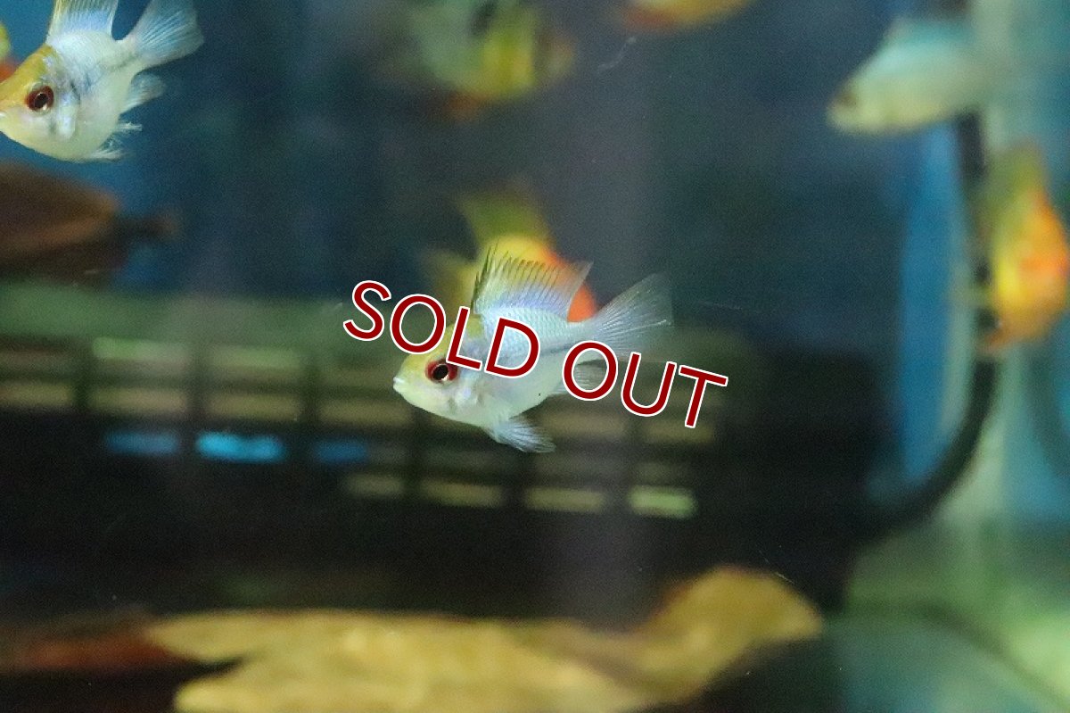 画像2: 【淡水魚】【通販】バルーンコバルトブルーラミレジィ【1匹 サンプル画像】（生体）(シクリット)（熱帯魚） (2)