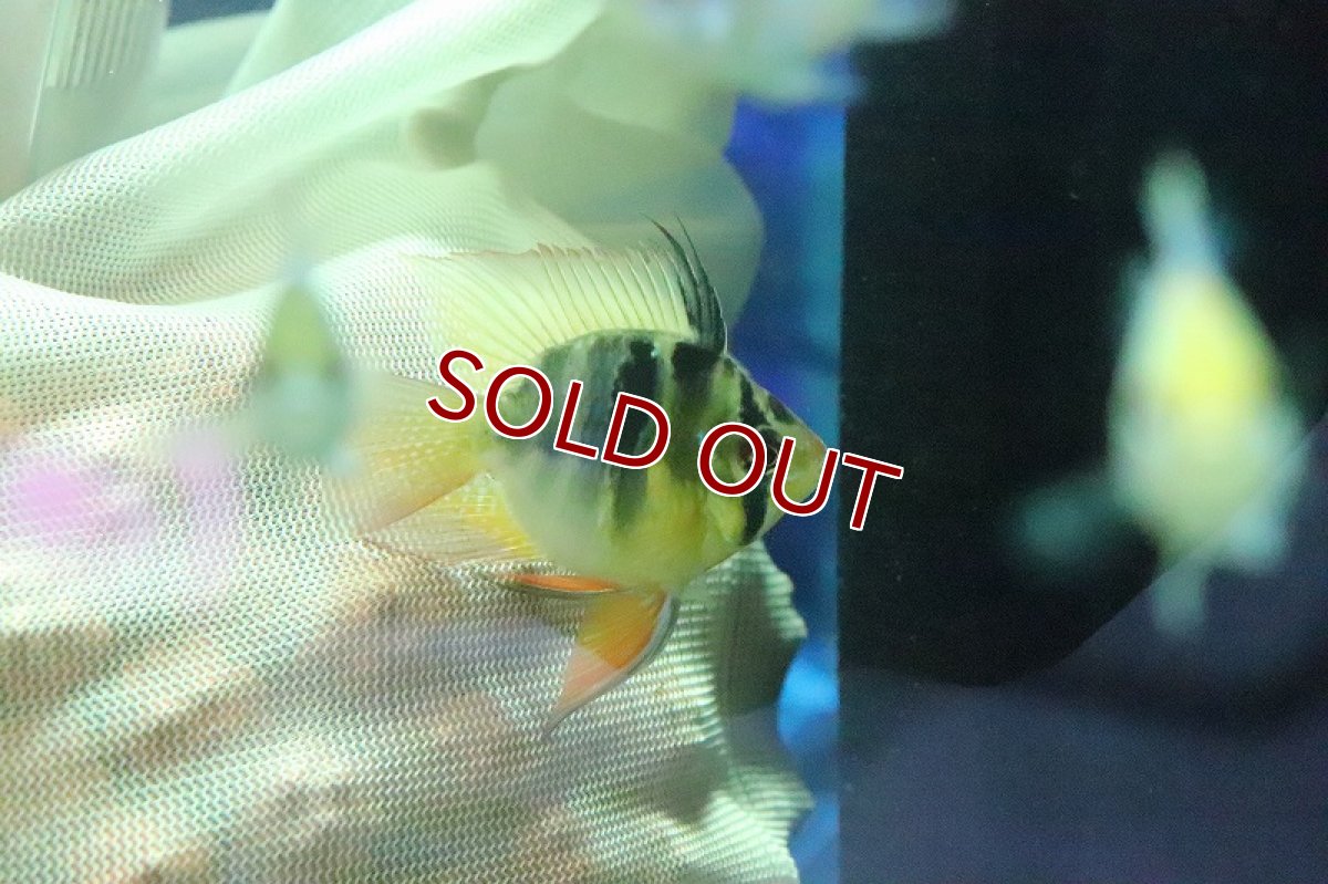 画像2: 【淡水魚】【通販】Lサイズ バルーンラミレジィ【1匹 サンプル画像】（生体）(シクリット)（熱帯魚） (2)