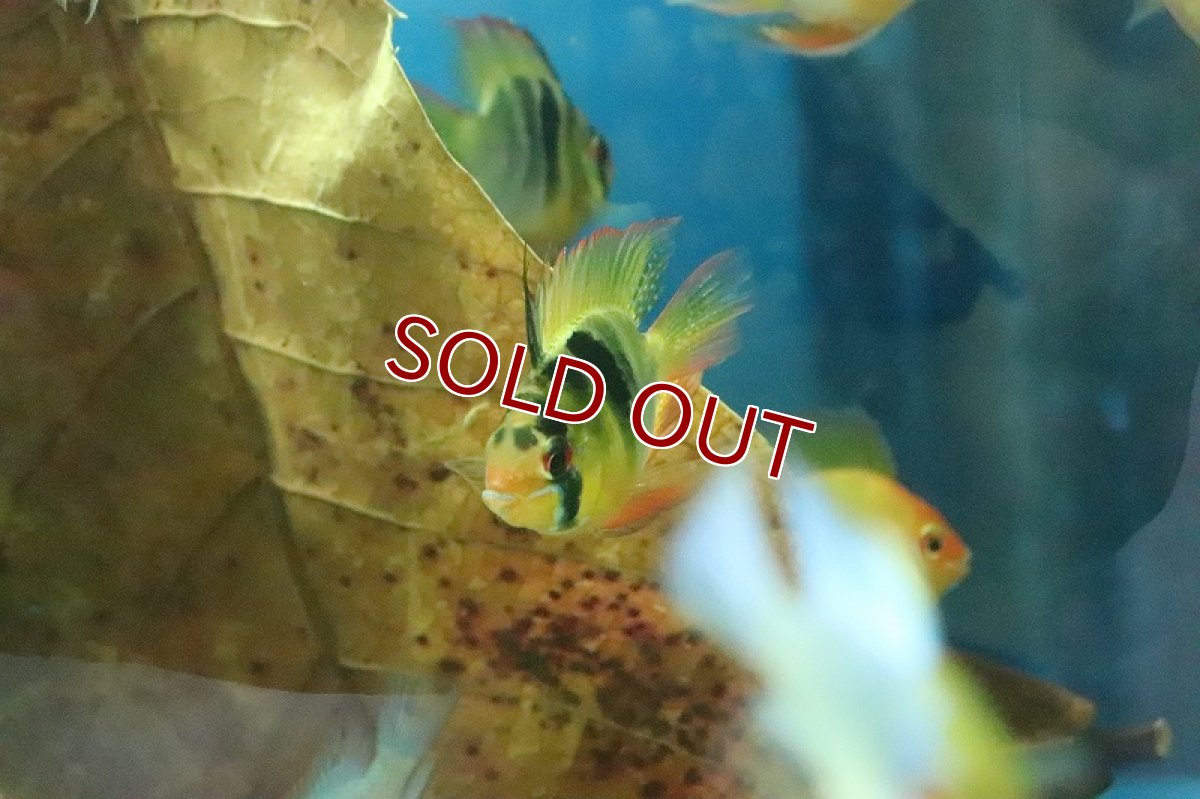 画像3: 【淡水魚】【通販】Lサイズ バルーンラミレジィ【1匹 サンプル画像】（生体）(シクリット)（熱帯魚） (3)