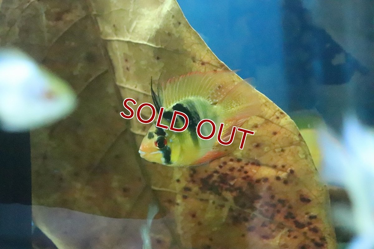 画像4: 【淡水魚】【通販】Lサイズ バルーンラミレジィ【1匹 サンプル画像】（生体）(シクリット)（熱帯魚） (4)