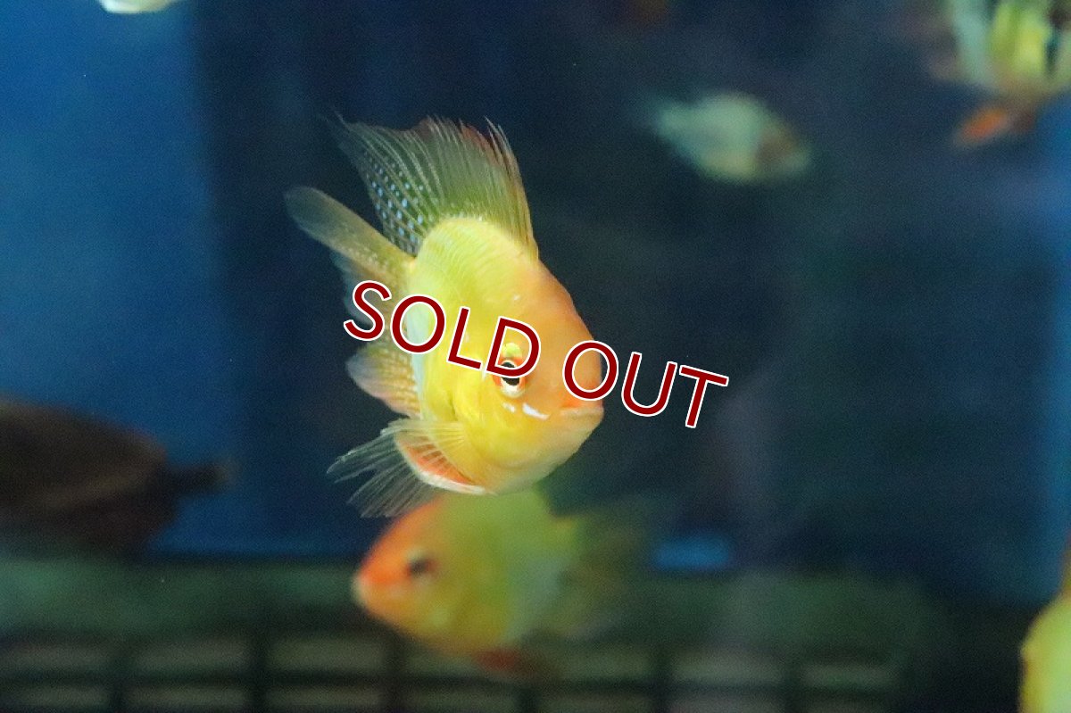 画像2: 【淡水魚】【通販】Lサイズ ゴールデンバルーンラミレジィ【1匹 サンプル画像】（生体）(シクリット)（熱帯魚） (2)