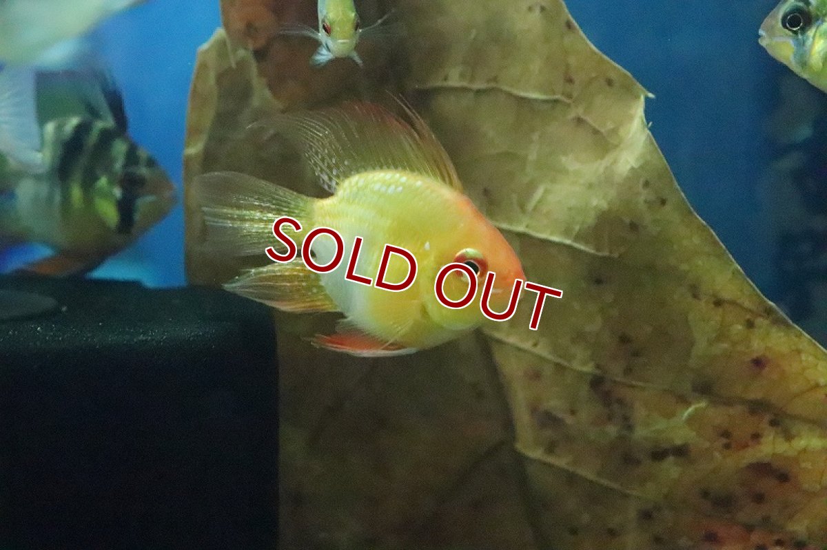 画像3: 【淡水魚】【通販】Lサイズ ゴールデンバルーンラミレジィ【1匹 サンプル画像】（生体）(シクリット)（熱帯魚） (3)