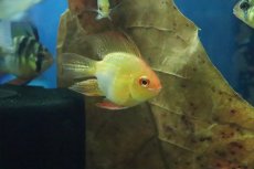 画像3: 【淡水魚】Lサイズ ゴールデンバルーンラミレジィ【1匹】（生体）(シクリット)（熱帯魚） (3)
