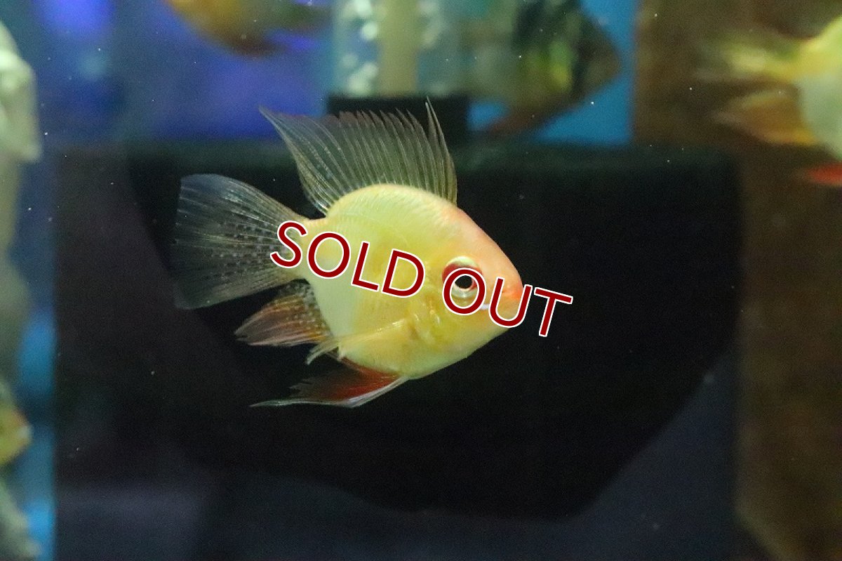 画像4: 【淡水魚】【通販】Lサイズ ゴールデンバルーンラミレジィ【1匹 サンプル画像】（生体）(シクリット)（熱帯魚） (4)