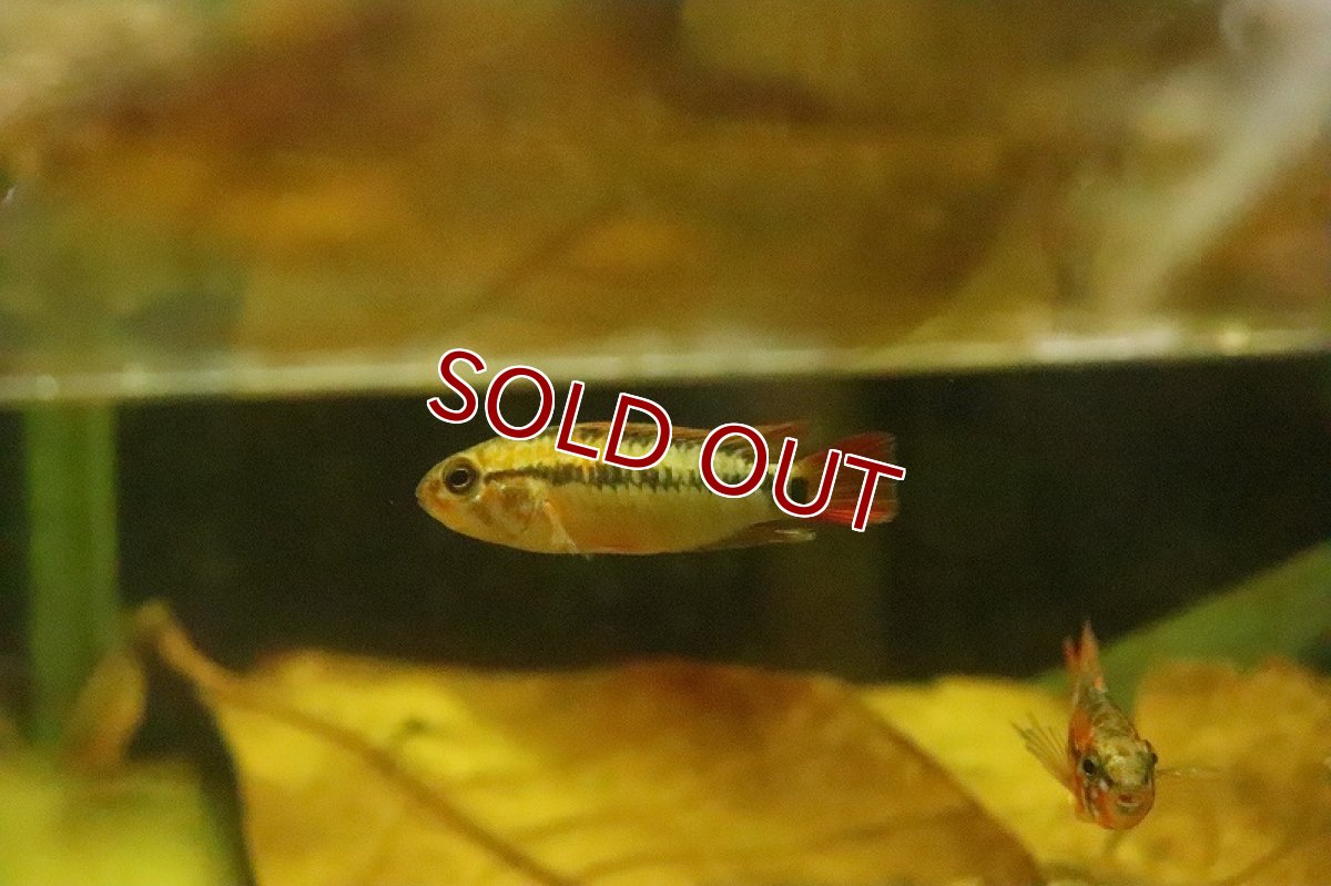 画像2: 【淡水魚】アピストグラマ マクマステリー レッドショルダー【１ペア サンプル画像】(アピストグラマ)(生体)(淡水)ＮＫAP (2)