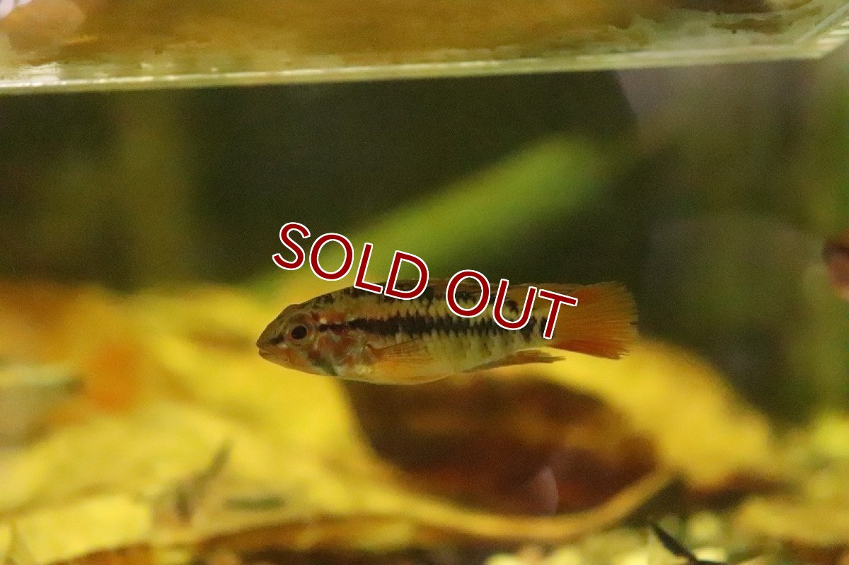 画像3: 【淡水魚】アピストグラマ マクマステリー レッドショルダー【１ペア サンプル画像】(アピストグラマ)(生体)(淡水)ＮＫAP (3)