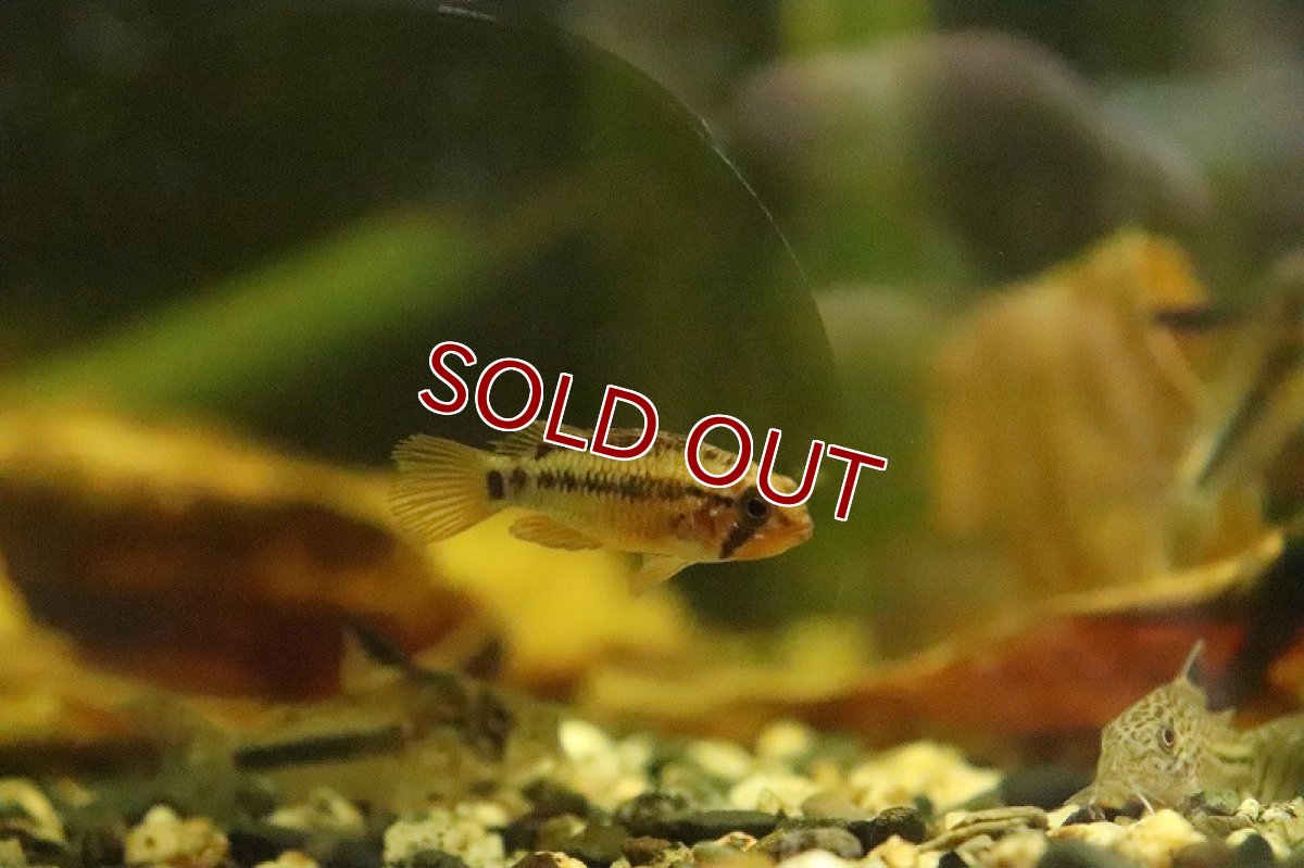 画像4: 【淡水魚】アピストグラマ マクマステリー レッドショルダー【１ペア サンプル画像】(アピストグラマ)(生体)(淡水)ＮＫAP (4)