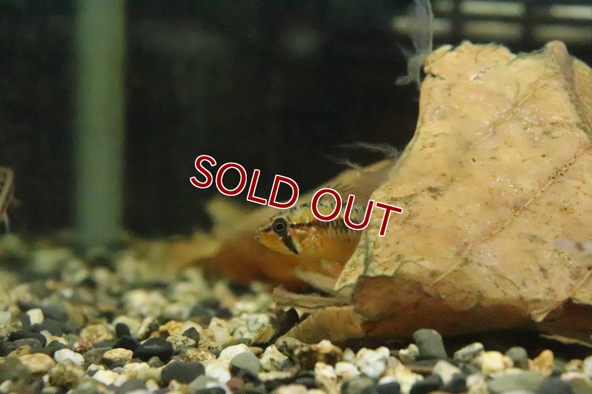 画像2: 【淡水魚】【通販】アピストグラマ ヴィエジタ スーパーレッド【１ペア サンプル画像】(アピストグラマ)(生体)(淡水)ＮＫAP (2)