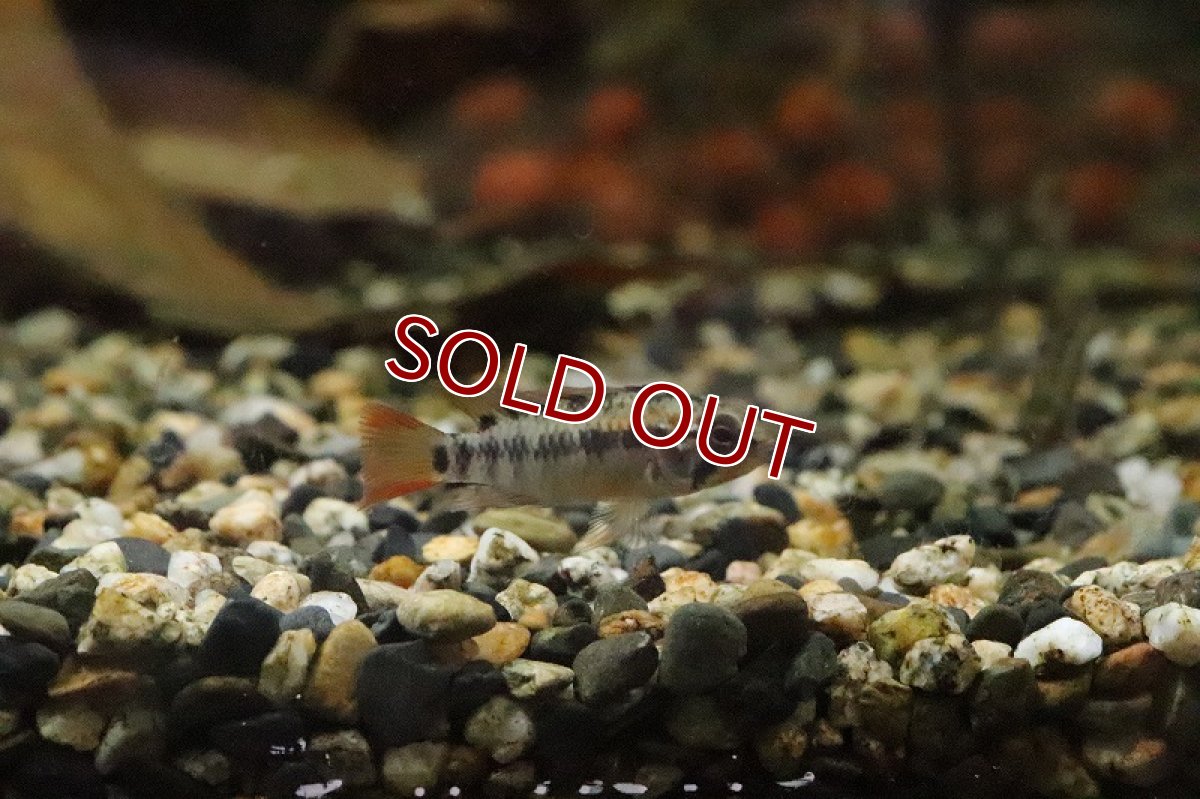 画像3: 【淡水魚】【通販】アピストグラマ ヴィエジタ スーパーレッド【１ペア サンプル画像】(アピストグラマ)(生体)(淡水)ＮＫAP (3)