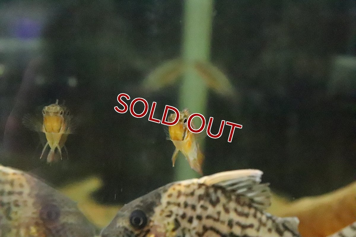 画像5: 【淡水魚】【通販】アピストグラマ ヴィエジタ スーパーレッド【１ペア サンプル画像】(アピストグラマ)(生体)(淡水)ＮＫAP (5)