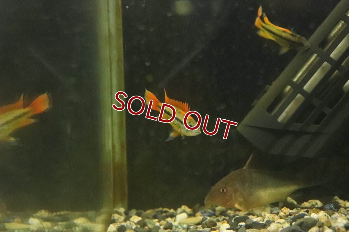 画像2: 【淡水魚】【通販】アピストグラマ カカトイデス オレンジ【１ペア サンプル画像】(アピストグラマ)(生体)(淡水)ＮＫAP (2)