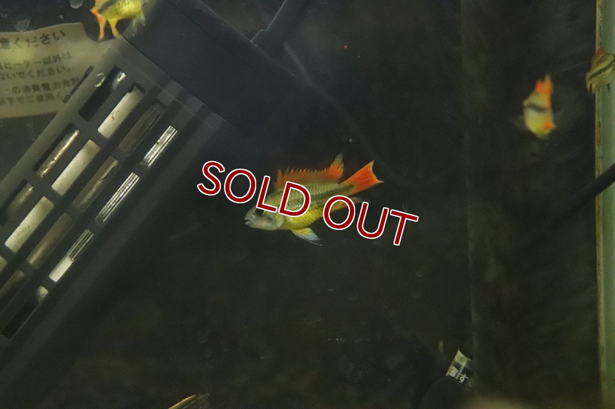 画像3: 【淡水魚】【通販】アピストグラマ カカトイデス オレンジ【１ペア サンプル画像】(アピストグラマ)(生体)(淡水)ＮＫAP (3)