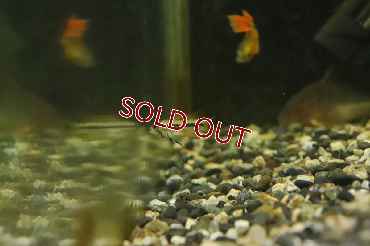 画像4: 【淡水魚】【通販】アピストグラマ カカトイデス オレンジ【１ペア サンプル画像】(アピストグラマ)(生体)(淡水)ＮＫAP (4)