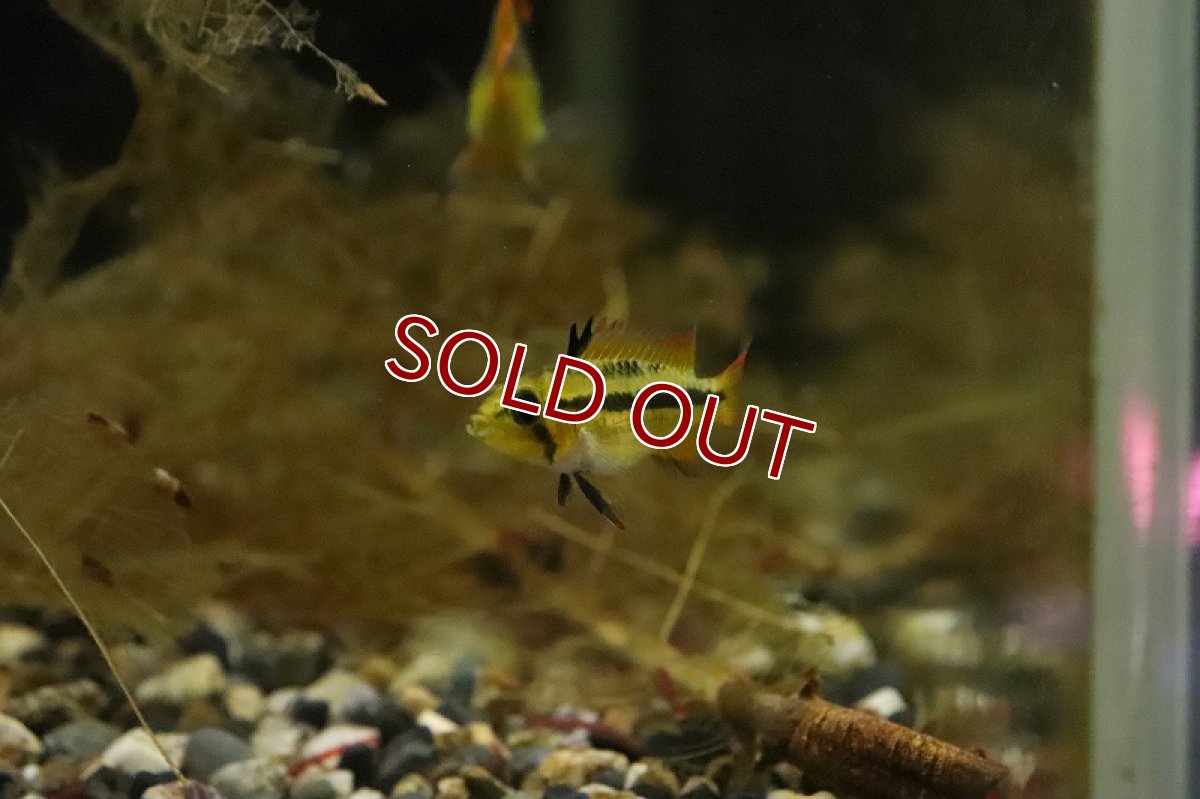 画像5: 【淡水魚】【通販】アピストグラマ カカトイデス オレンジ【１ペア サンプル画像】(アピストグラマ)(生体)(淡水)ＮＫAP (5)