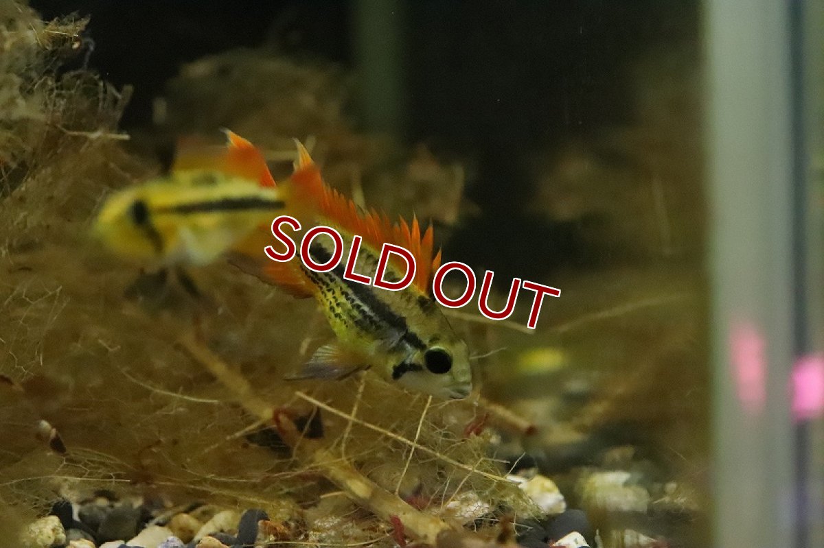 画像6: 【淡水魚】【通販】アピストグラマ カカトイデス オレンジ【１ペア サンプル画像】(アピストグラマ)(生体)(淡水)ＮＫAP (6)