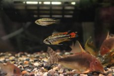 画像1: 【淡水魚】【通販】アピストグラマ カカトイデス ダブルレッド【１ペア サンプル画像】(アピストグラマ)(生体)(淡水)ＮＫAP (1)